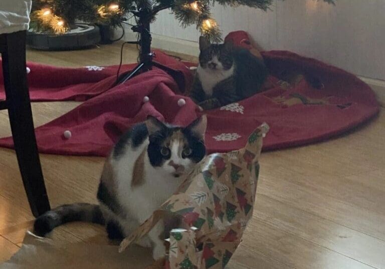 Two cats sitting under a christmas tree.