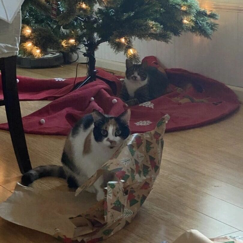 Two cats sitting under a christmas tree.