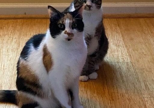 Two calico cats sitting on a wooden floor.