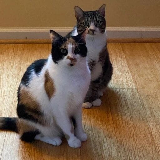 Two calico cats sitting on a wooden floor.