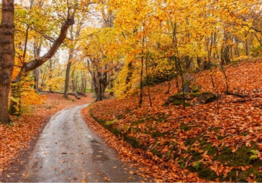 A road in the woods with orange leaves.