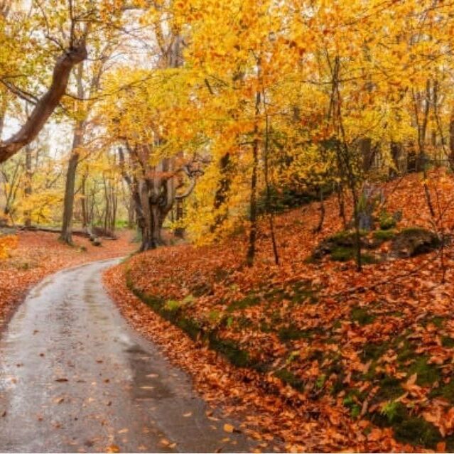 A road in the woods with orange leaves.