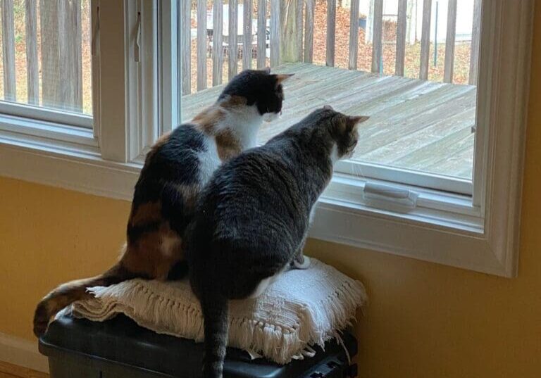 Two cats looking out of a window.