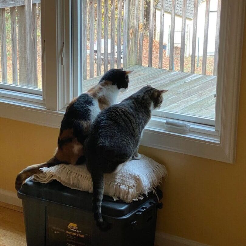 Two cats looking out of a window.