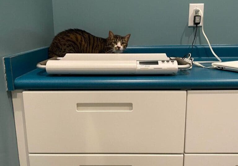 A cat laying on top of a desk in a vet office.