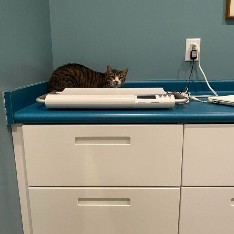 A cat laying on top of a desk in a vet office.