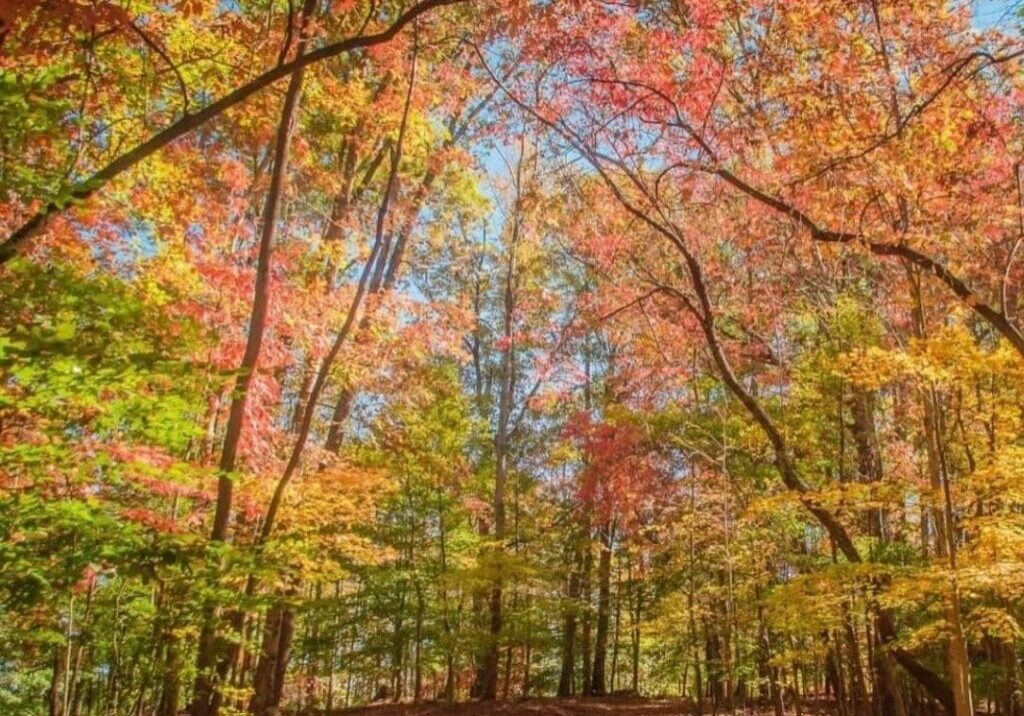 Photograph - fall in the woods by robert mcdaniel.