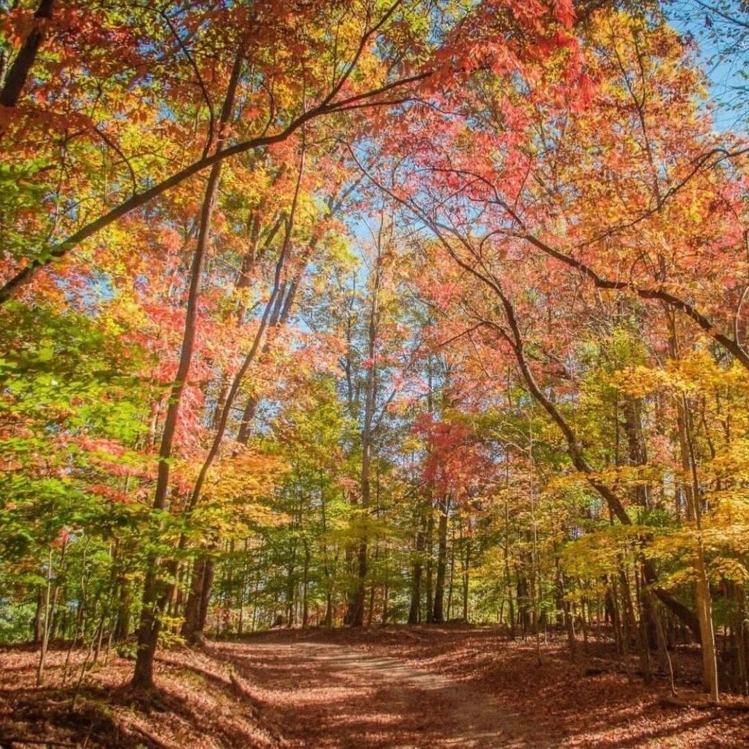 Photograph - fall in the woods by robert mcdaniel.