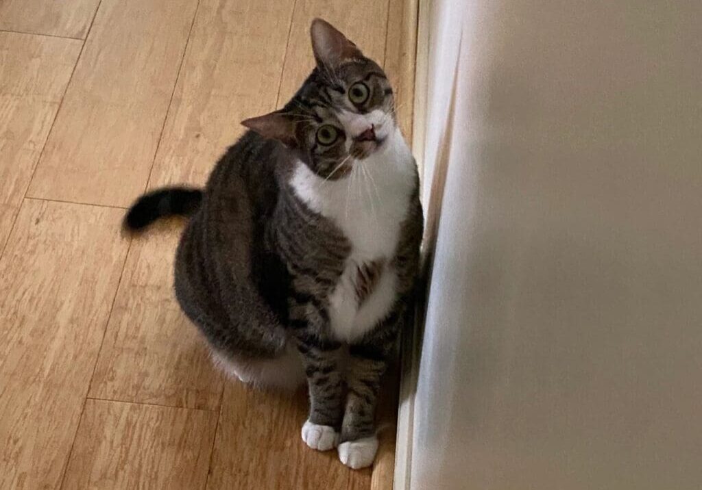 A cat sitting on a wood floor.