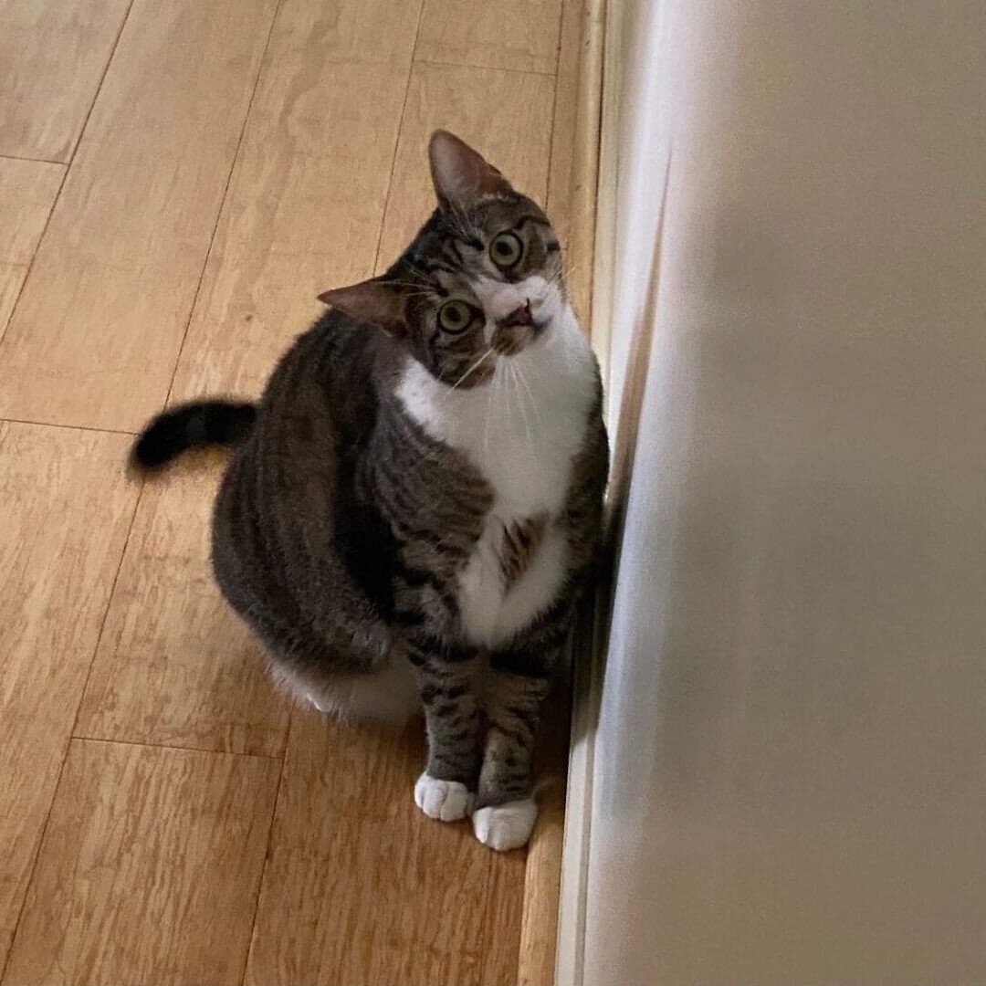 A cat sitting on a wood floor.