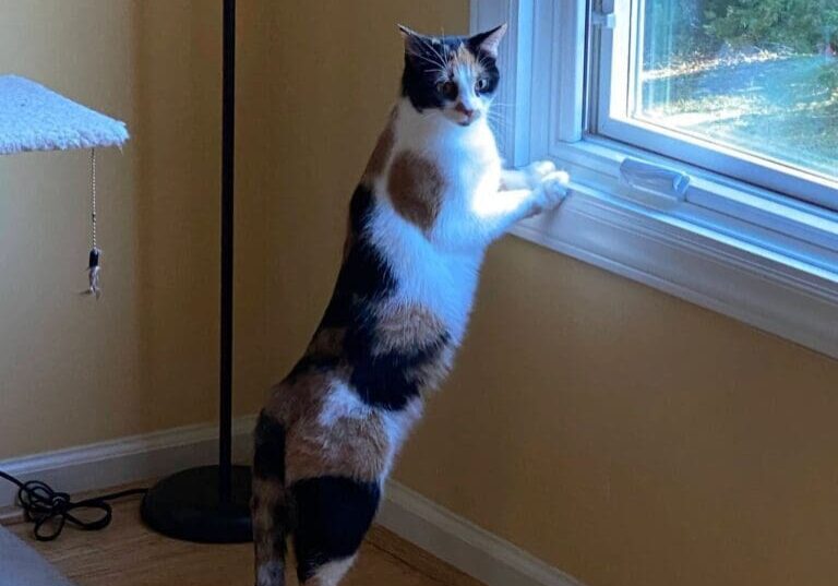 A cat standing on its hind legs by a window.