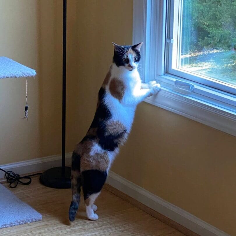 A cat standing on its hind legs by a window.