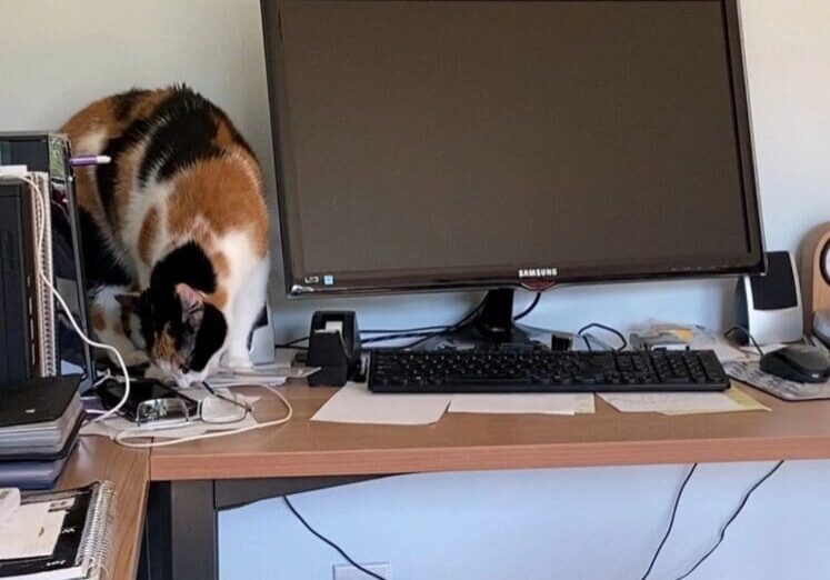 A cat sitting on a desk next to a computer monitor.