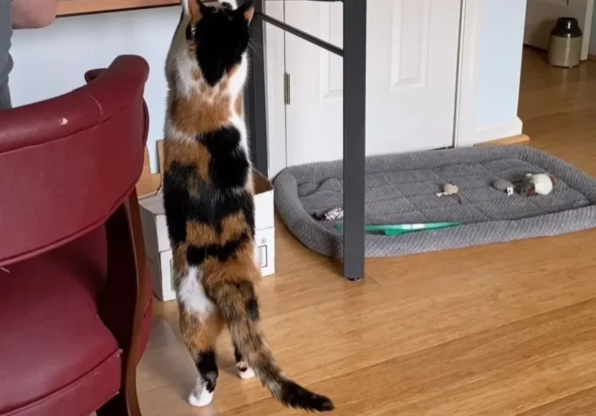 A cat standing on its hind legs in front of a person.