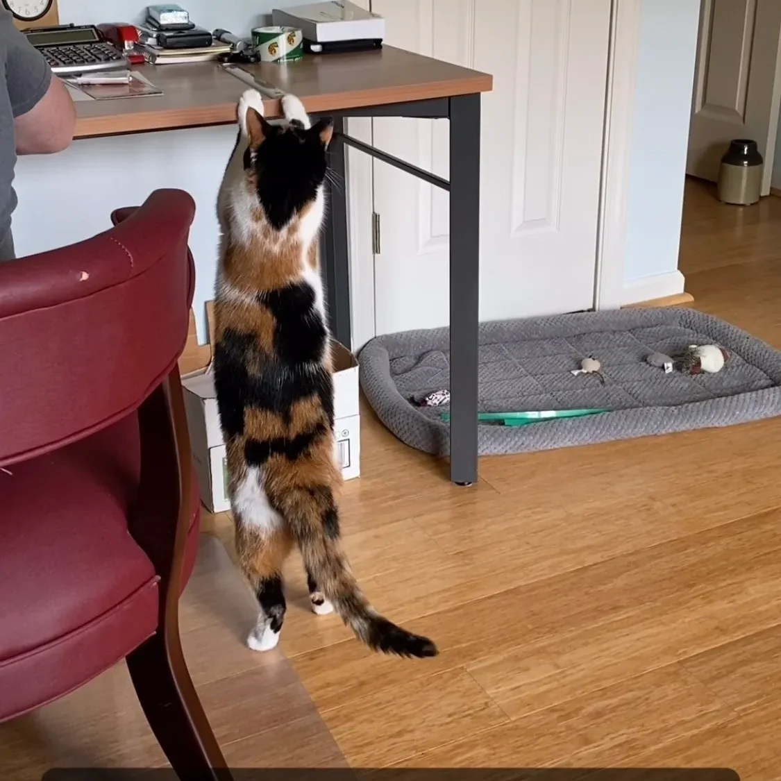 A cat standing on its hind legs in front of a person.