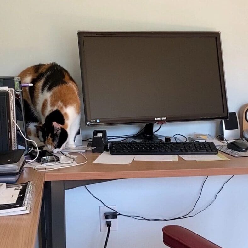 A cat sitting on a desk next to a computer monitor.